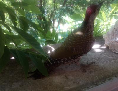 Pic vert, Pivert Picus viridis Linnaeus, 1758