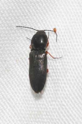 Taupin noir à pattes fauves Cardiophorus rufipes (Goeze, 1777)