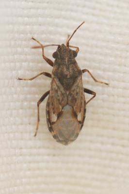  Nysius huttoni White, 1878