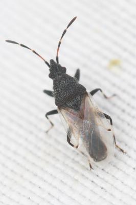  Oxycarenus hyalinipennis (A. Costa, 1843)