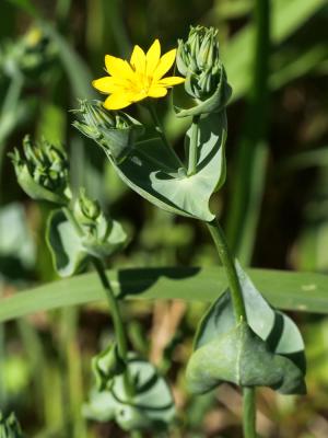 Chlorette, Chlore perfoliée Blackstonia perfoliata (L.) Huds., 1762