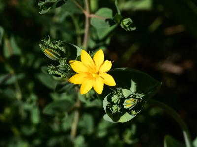 Chlorette, Chlore perfoliée Blackstonia perfoliata (L.) Huds., 1762