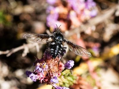  Bombylella atra (Scopoli, 1763)