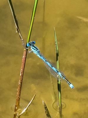 Agrion de Vander Linden, Naïade de Vander Linden Erythromma lindenii (Selys, 1840)