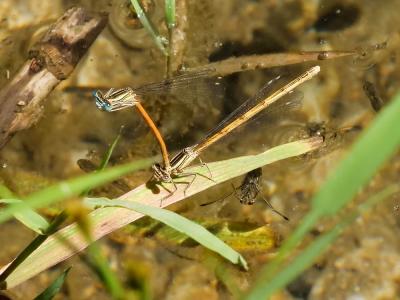 Agrion orangé Platycnemis acutipennis Selys, 1841