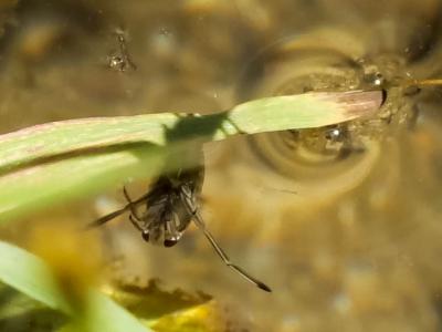 Notonecte glauque Notonecta glauca Linnaeus, 1758