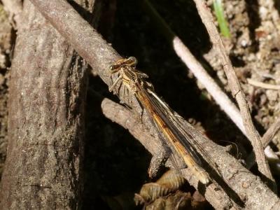Agrion orangé Platycnemis acutipennis Selys, 1841