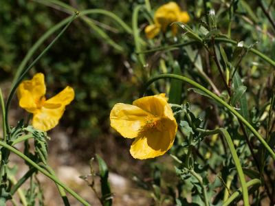 Glaucière jaune, Pavot jaune des sables Glaucium flavum Crantz, 1763