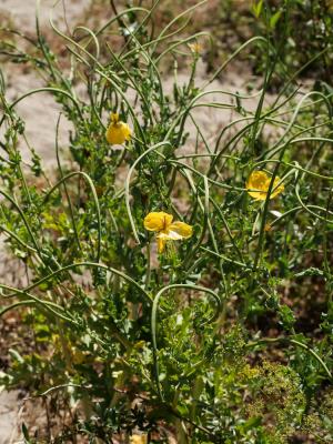 Glaucière jaune, Pavot jaune des sables Glaucium flavum Crantz, 1763