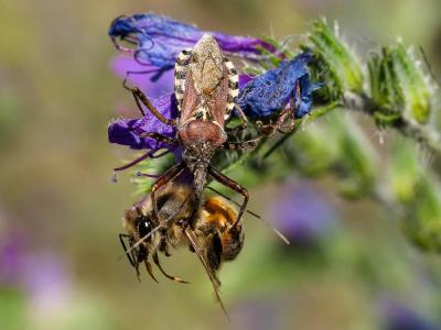 Rèduve à pattes rouges Rhynocoris erythropus (Linnaeus, 1767)