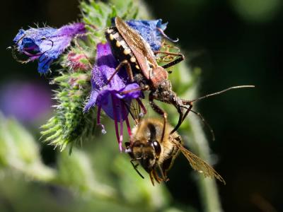Rèduve à pattes rouges Rhynocoris erythropus (Linnaeus, 1767)