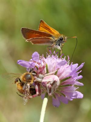 Thomise replet Thomisus onustus Walckenaer, 1805