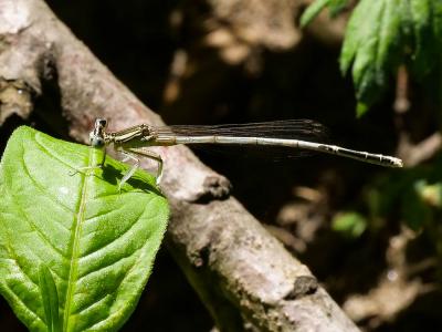 Agrion blanchâtre Platycnemis latipes Rambur, 1842