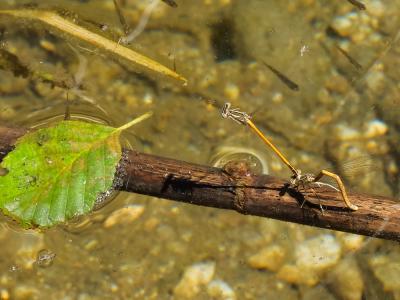 Agrion orangé Platycnemis acutipennis Selys, 1841