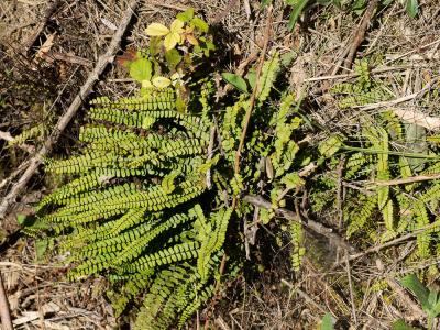 Capillaire des murailles, Fausse capillaire, Capil Asplenium trichomanes L., 1753