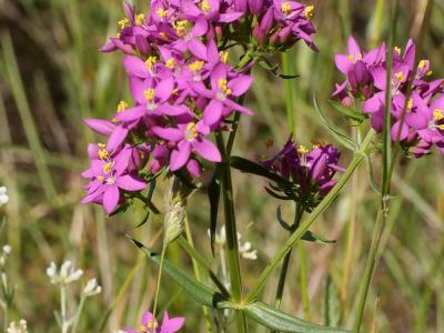 Petite centaurée commune, Erythrée Centaurium erythraea Rafn, 1800