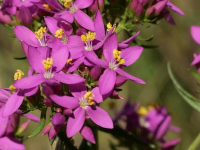 Petite centaurée commune, Erythrée Centaurium erythraea Rafn, 1800
