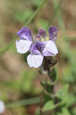 Scutellaire des Alpes Scutellaria alpina L., 1753