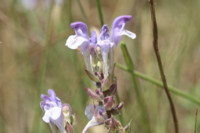 Scutellaire des Alpes Scutellaria alpina L., 1753
