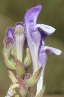 Scutellaire des Alpes Scutellaria alpina L., 1753