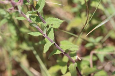 Scutellaire des Alpes Scutellaria alpina L., 1753