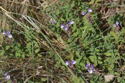 Scutellaire des Alpes Scutellaria alpina L., 1753