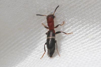  Denops albofasciatus (Charpentier, 1825)