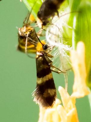  Micropterix Hübner, 1825