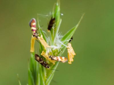  Micropterix Hübner, 1825