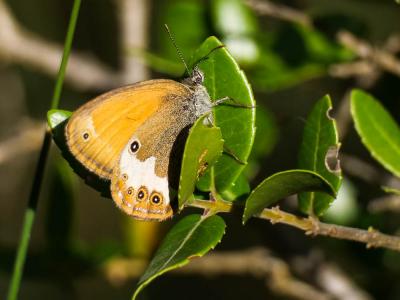 Céphale (Le), Arcanie (L') Coenonympha arcania (Linnaeus, 1760)