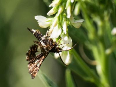 Pygmée (Le), Sphinx-Pygmée (Le) Thyris fenestrella (Scopoli, 1763)