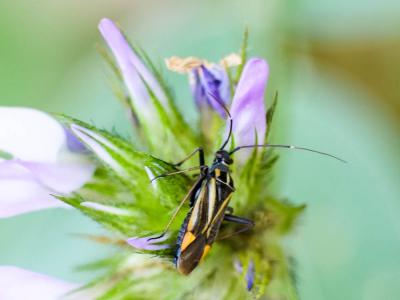  Hadrodemus m-flavum (Goeze, 1778)