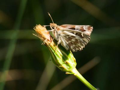 Hespérie du Marrube (L'), Hespérie de la Bétoine ( Carcharodus floccifer (Zeller, 1847)