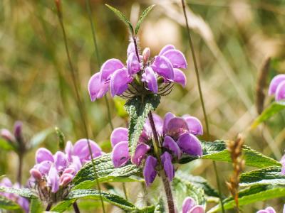 Herbe au vent Phlomis herba-venti subsp. herba-venti L., 1753