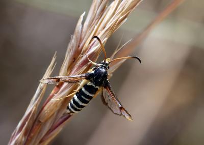 Sésie ichneumon (La) Bembecia ichneumoniformis (Denis & Schiffermüller, 1775)