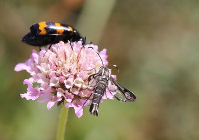 Sésie hispanique Pyropteron hispanicum (Kallies, 1999)