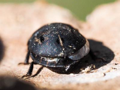  Odontoscelis fuliginosa (Linnaeus, 1760)