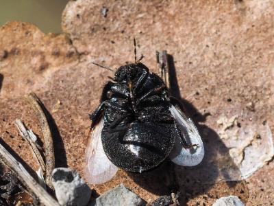  Odontoscelis fuliginosa (Linnaeus, 1760)