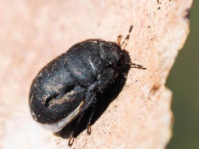  Odontoscelis fuliginosa (Linnaeus, 1760)