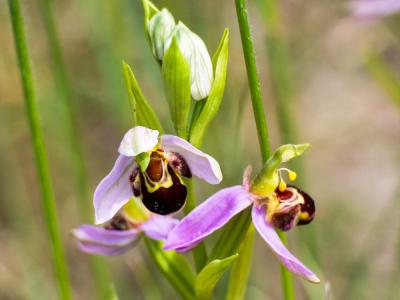 Ophrys abeille Ophrys apifera Huds., 1762