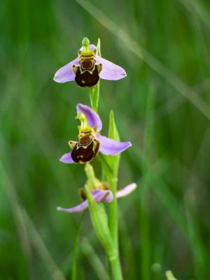 Ophrys abeille Ophrys apifera Huds., 1762