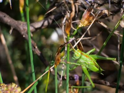 Grande Sauterelle verte, Sauterelle verte (des pré Tettigonia viridissima (Linnaeus, 1758)