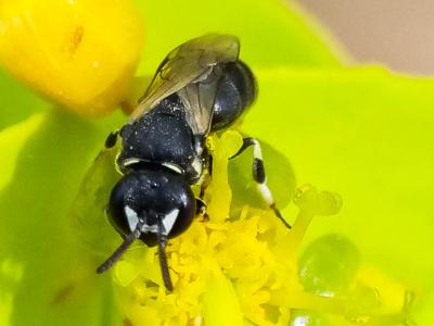  Hylaeus brevicornis Nylander, 1852