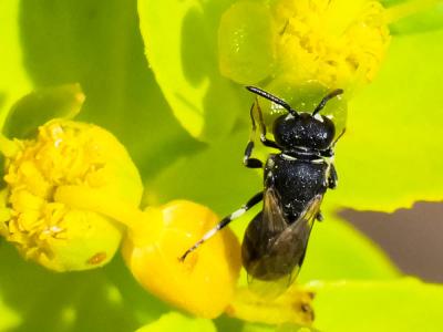  Hylaeus brevicornis Nylander, 1852