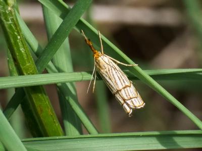  Chrysocrambus craterella (Scopoli, 1763)
