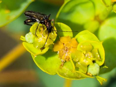  Oedemera flavipes (Fabricius, 1792)
