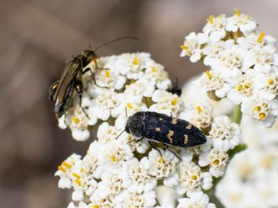 Acmaeodera flavomarginata (Gray, 1832)