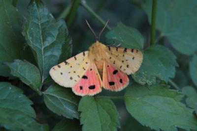 Ecaille pourprée (L'), Ecaille mouchetée (L') Diacrisia purpurata (Linnaeus, 1758)
