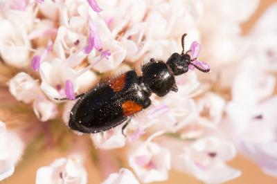  Divales bipustulatus (Fabricius, 1781)