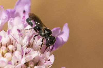 Cératine bleutée Ceratina cyanea (Kirby, 1802)